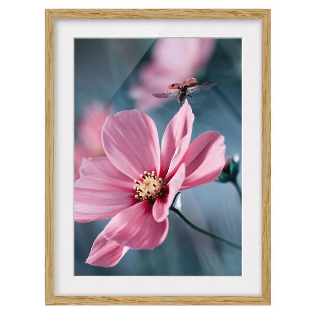 Ladybird Taking Off Framed Photographic Art Print East Urban Home Size: 55 cm H x 40 cm W, Frame Options: Natural oak on Productcaster.