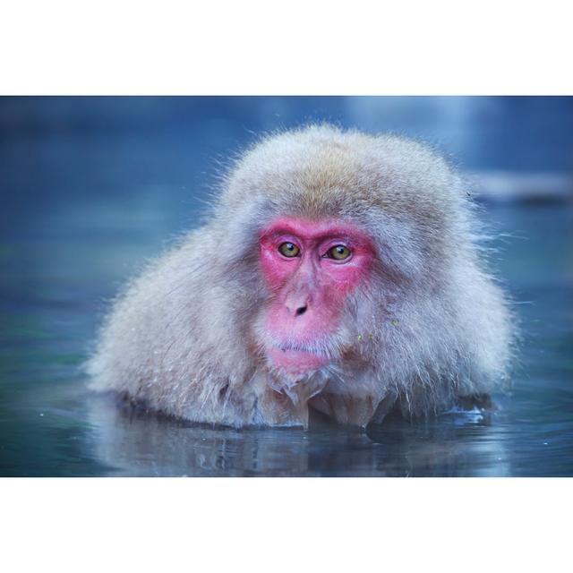 Japanese Snow Monkey by Sara_winter - No Frame Art Prints on Canvas 17 Stories Size: 61cm H x 91cm W on Productcaster.