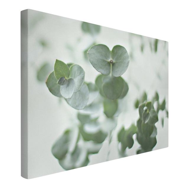 Growing Eucalyptus Branches - Wrapped Canvas Photograph Ebern Designs Size: 40cm H x 60cm W on Productcaster.