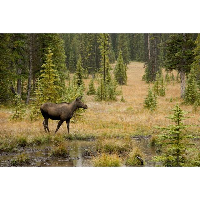 Moose In Kananaskis by Tulissidesign - Print Alpen Home Size: 61cm H x 91cm W on Productcaster.