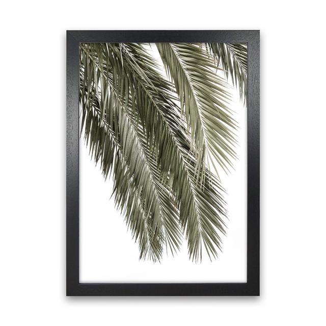 Palms by Victoria Frost - Photograph Print Bay Isle Home Size: 88cm H x 64cm W x 3cm D, Format: Black Framed on Productcaster.