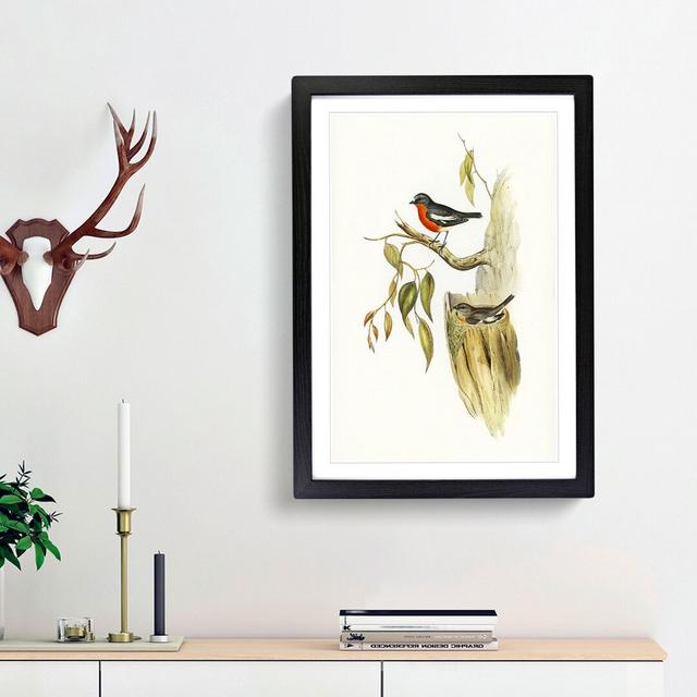 Flame-Breasted Robin by Elizabeth Gould - Picture Frame Painting Print East Urban Home Frame Option: Black Framed, Size: 65cm H x 48cm W x 2cm D on Productcaster.