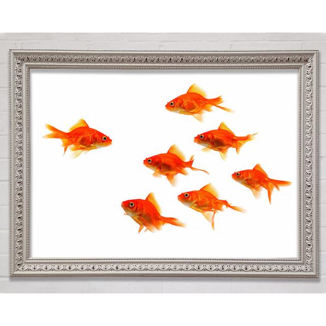 Goldfish Leader - Einzelner Bilderrahmen Kunstdrucke Bright Star Größe: 84,1 cm H x 118,9 cm B x 3 cm T on Productcaster.