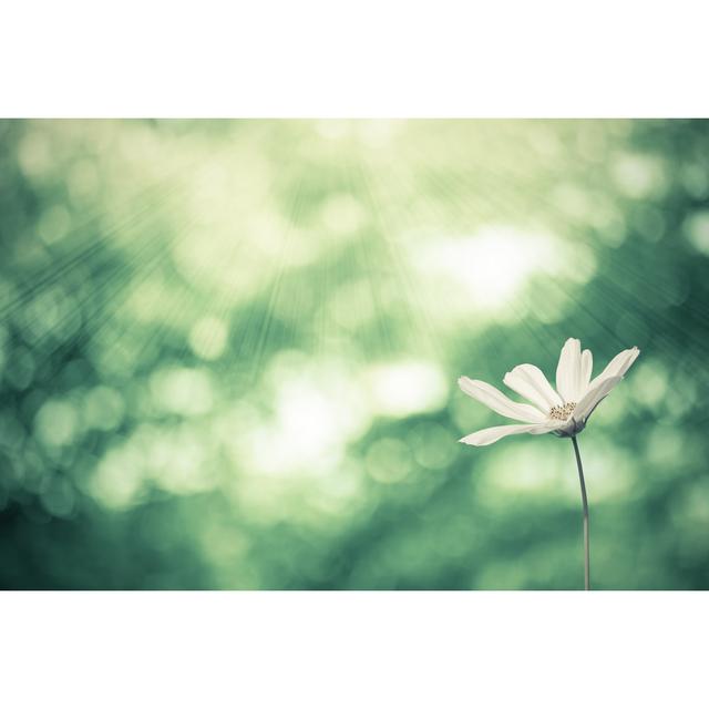 Daisies Flower - Wrapped Canvas Photograph 17 Stories Size: 51cm H x 76cm W on Productcaster.