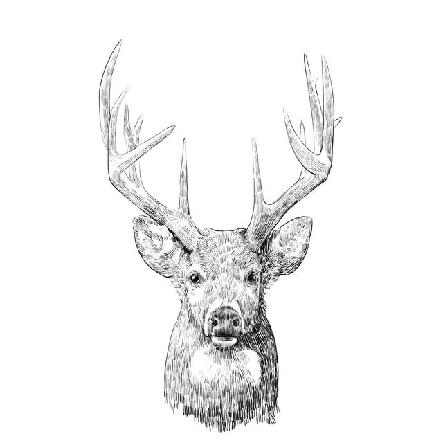 Young Buck Sketch II by Emma Scarvey - Wrapped Canvas Drawing Union Rustic Size: 122cm H x 81cm W on Productcaster.