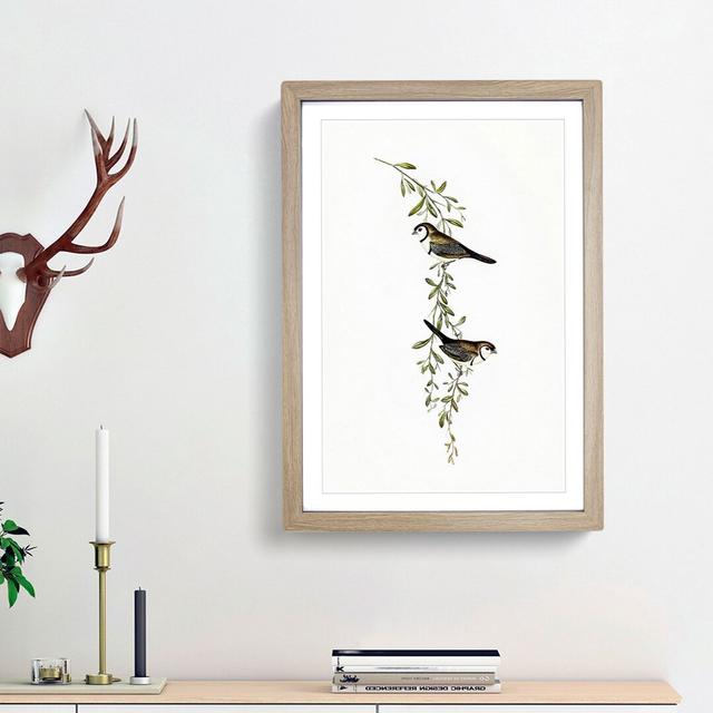 Black-Rumped Finch Birds by Elizabeth Gould - Picture Frame Painting Print East Urban Home Size: 65cm H x 48cm W x 2cm D, Frame Option: Oak Framed on Productcaster.