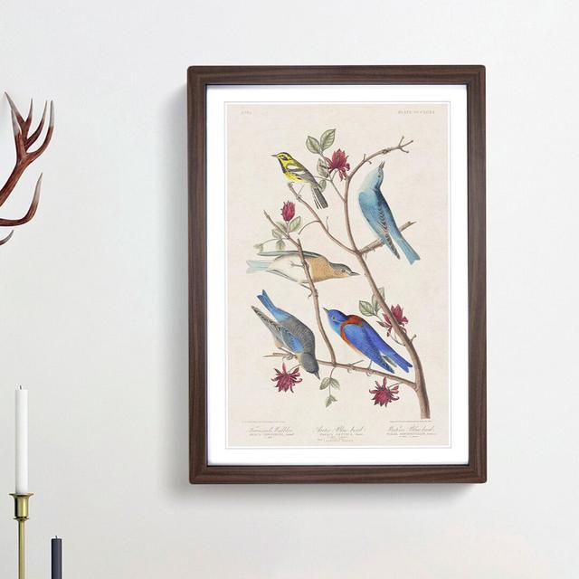 Warbler Bird & Blue-Birds by John Audubon - Picture Frame Painting Print East Urban Home Frame Option: Walnut Framed, Size: 65cm H x 48cm W x 2cm D on Productcaster.