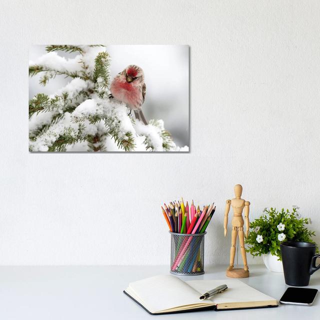 Common Redpoll Male In Winter, Nova Scotia, Canada by - Wrapped Canvas Photograph Latitude Run Size: 20.32cm H x 30.48cm W x 1.91cm D on Productcaster.