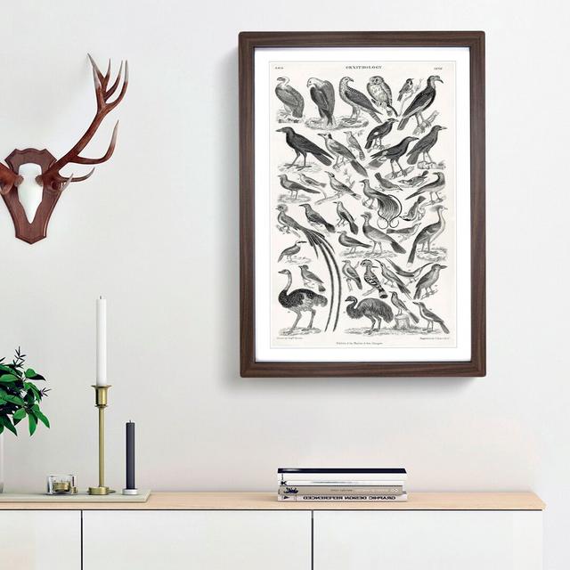 Ornithology the Study of Birds LXVII by Oliver Goldsmith - Picture Frame Drawing Print East Urban Home Frame Option: Walnut Framed, Size: 36cm H x 27c on Productcaster.