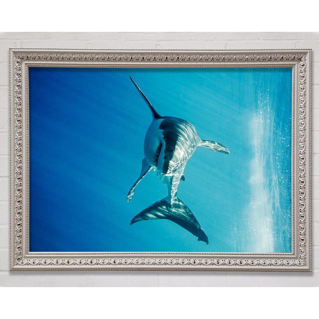 Shark Smile - Single Picture Frame Art Prints Bright Star Size: 29.7cm H x 21cm W x 3cm D on Productcaster.