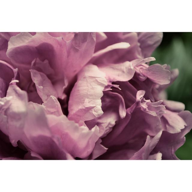 Pink Peony In Morning by Michelle Calkins - Wrapped Canvas Print 17 Stories Size: 30cm H x 46cm W on Productcaster.