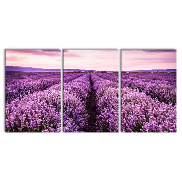 Flowering Lavender Field - Wrapped Canvas Print Lily Manor Size: 60cm H x 180cm W x 2cm D, Format: 3 piece Canvas set on Productcaster.