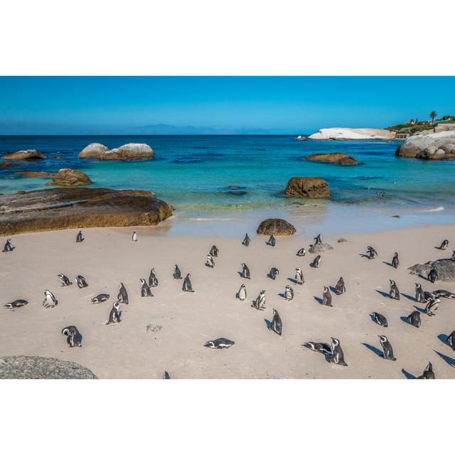 Boulders Beach Penguins House of Hampton Size: 30cm H x 46cm W on Productcaster.