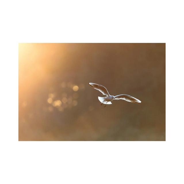 Black-Headed Gull at Sunrise by Mateusz Piesiak - Wrapped Canvas Photograph 17 Stories Size: 20.32cm H x 30.48cm W x 1.91cm D on Productcaster.