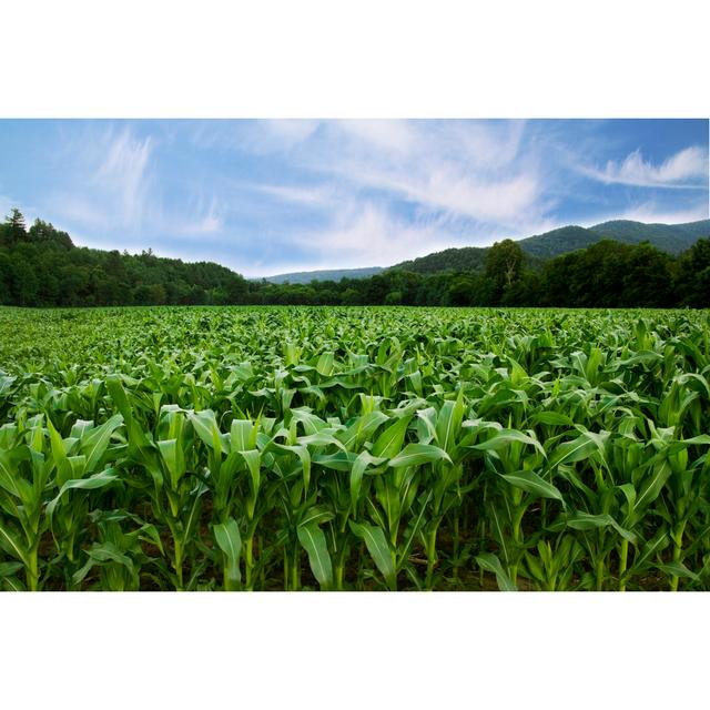 Cornfield by Dannyone - Wrapped Canvas Print 17 Stories Size: 20cm H x 30cm W on Productcaster.