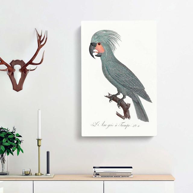 A Palm Cockatoo by F. Levaillant - Wrapped Canvas Painting Print East Urban Home Size: 50cm H x 35cm W x 3cm D on Productcaster.