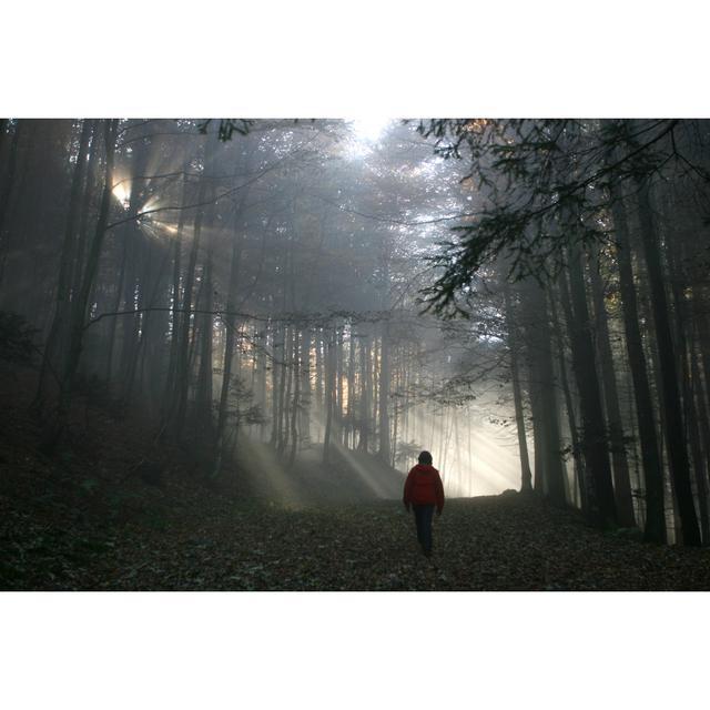 Misty Forest by Itakefotos4u - Wrapped Canvas Print Alpen Home Size: 51cm H x 76cm W on Productcaster.