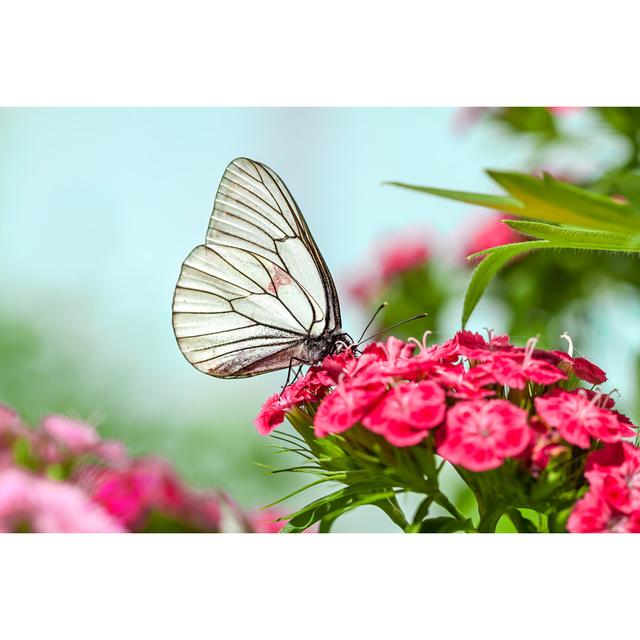 Butterfly Sits on Flowers by Yanikap - Wrapped Canvas Photograph Brambly Cottage Size: 51cm H x 76cm W on Productcaster.