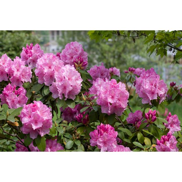 Pink Azalea Rhododendron by ArturKo - Wrapped Canvas Print 17 Stories Size: 61cm H x 91cm W on Productcaster.