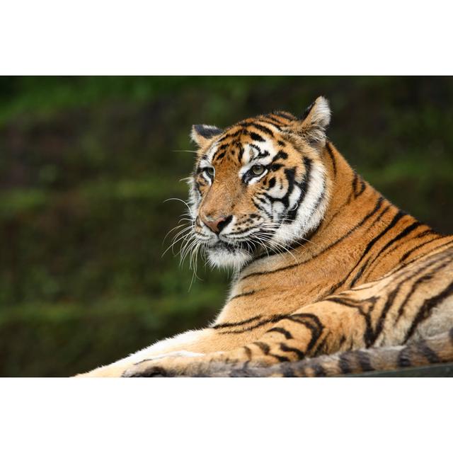 Tiger - Wrapped Canvas Photograph 17 Stories Size: 20cm H x 30cm W x 3.8cm D on Productcaster.