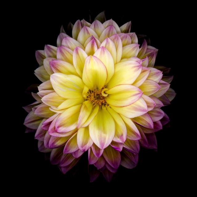 Purple And Yellow Dahlia - Wrapped Canvas Art Prints Latitude Run Size: 51cm H x 51cm W on Productcaster.