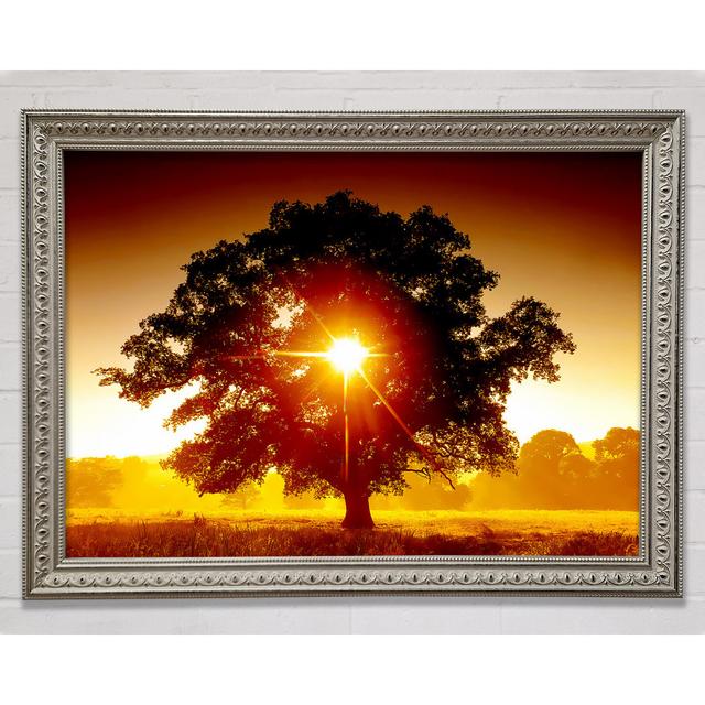 Sun Through The Tree - Print Bright Star Size: 100cm H x 141.4cm W on Productcaster.