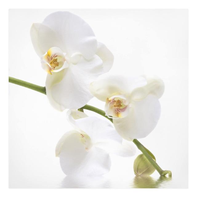 White Orchid Waters - Wrapped Canvas Graphic Art Ebern Designs Size: 70cm H x 70cm W on Productcaster.