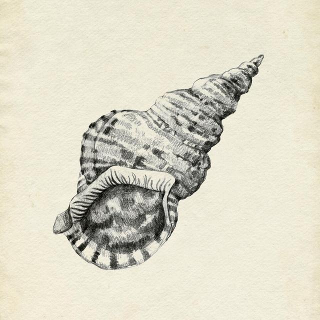 Seashell Pencil Sketch I Highland Dunes Size: 51cm H x 51cm W x 3.8cm D on Productcaster.