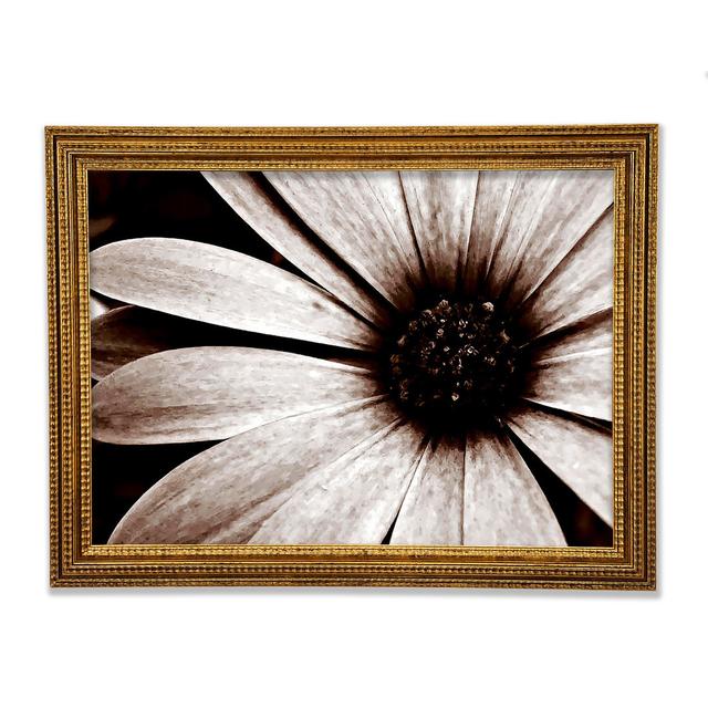 Cocoa Daisy Petals - Single Picture Frame Art Prints Ebern Designs Size: 84.1cm H x 118.9cm W x 3cm D on Productcaster.