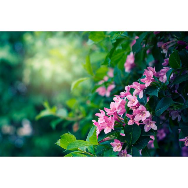 Weigela Sonic Bloom Pink by Draganab - No Frame Art Prints on Canvas 17 Stories Size: 30cm H x 46cm W on Productcaster.