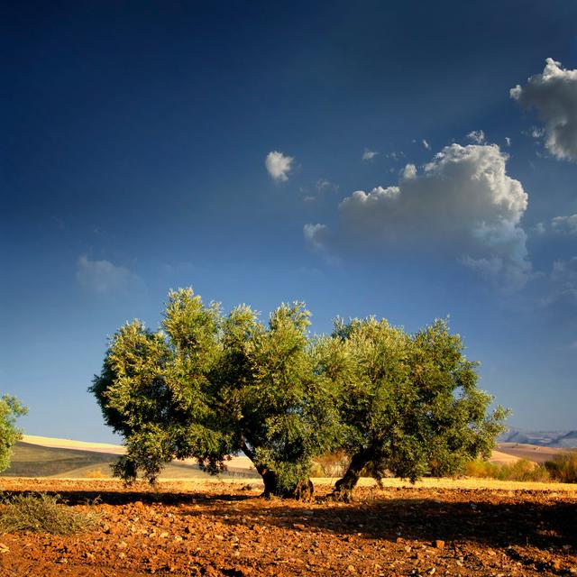 Lonely Olive's Tree - Wrapped Canvas Art Prints 17 Stories Size: 51cm H x 51cm W x 3.8cm D on Productcaster.