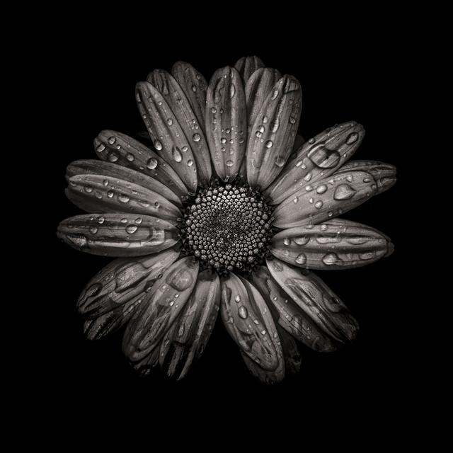 Black and White Daisy IV by Brian Carson - Wrapped Canvas Art Prints Latitude Run Size: 122cm H x 122cm W on Productcaster.