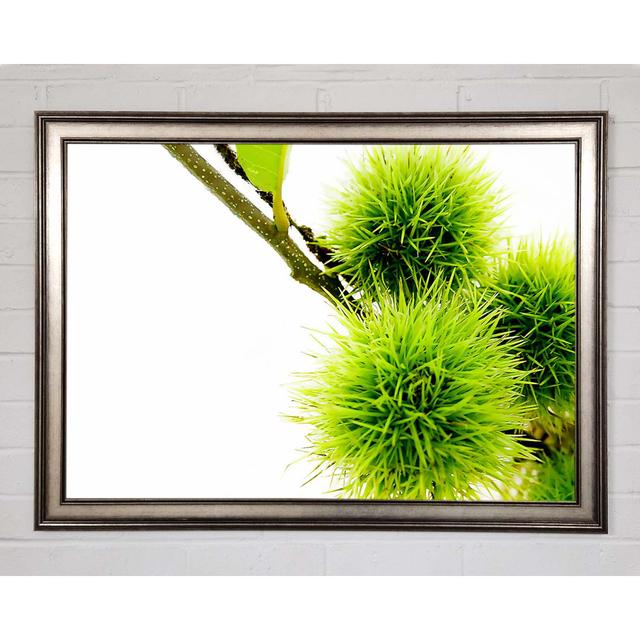 Green Pom Poms - Single Picture Frame Art Prints Brayden Studio Size: 29.7cm H x 42cm W x 1.5cm D on Productcaster.