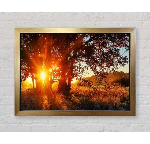 Red Sun Burst Tree - Single Picture Frame Art Prints Bright Star Size: 84.1cm H x 118.9cm W on Productcaster.