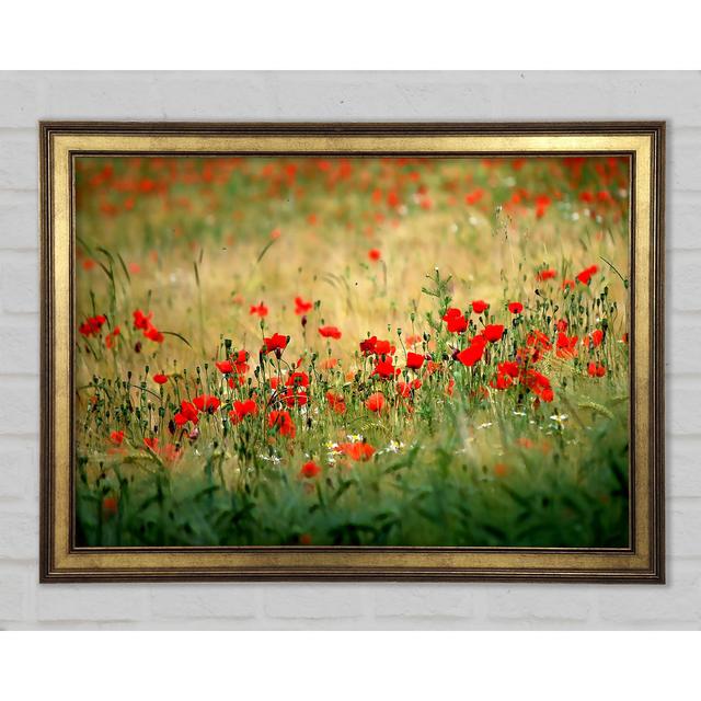 Poppies In The Field - Single Picture Frame Art Prints Ebern Designs Size: 29.7cm H x 42cm W x 1.5cm D on Productcaster.