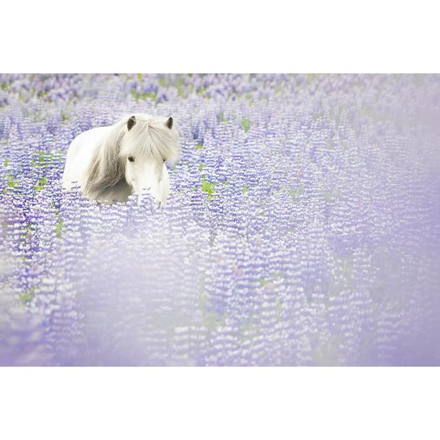 Horse in Lavender II by P.H. Burchett - Wrapped Canvas Photograph Ebern Designs Size: 81cm H x 122cm W x 3.8cm D on Productcaster.