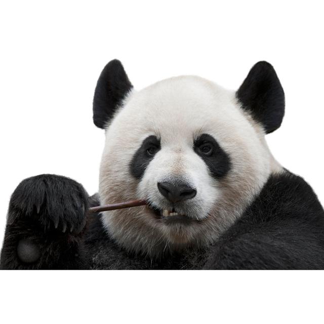 Panda Chewing A Bamboo by MediaProduction - Print World Menagerie Size: 81cm H x 122cm W on Productcaster.