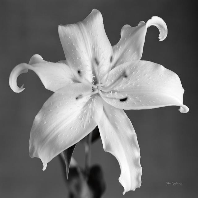 Orient Lily I by Alan Majchrowicz - Wrapped Canvas Photograph Latitude Run Size: 51cm H x 51cm W x 3.8cm D on Productcaster.