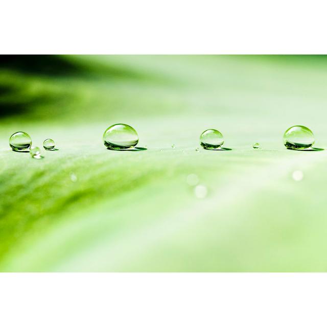 Water Drops on Leaf by Espion - Wrapped Canvas Photograph 17 Stories Size: 51cm H x 76cm W on Productcaster.