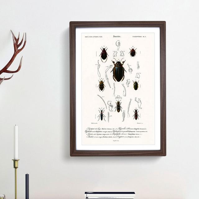 Beetle Illustrations PL.5 by Charles D'Orbigny - Single Picture Frame Print East Urban Home Size: 63cm H x 45cm W x 2cm D, Frame Option: Walnut Framed on Productcaster.