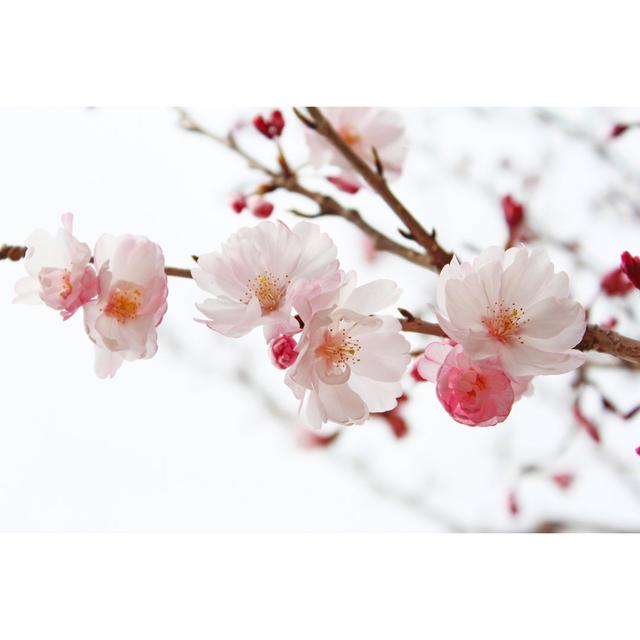 Cherry Blossom Tree by Ranmaru_ - Wrapped Canvas Photograph Latitude Run Size: 51cm H x 76cm W on Productcaster.