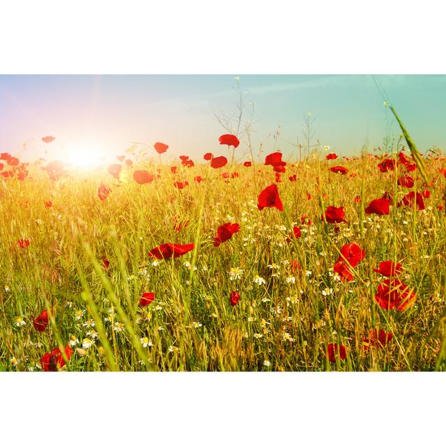 Gavrilin Bright Red Poppy Flowers - Wrapped Canvas Photograph Marlow Home Co. Size: 30cm H x 46cm W x 3.8cm D on Productcaster.