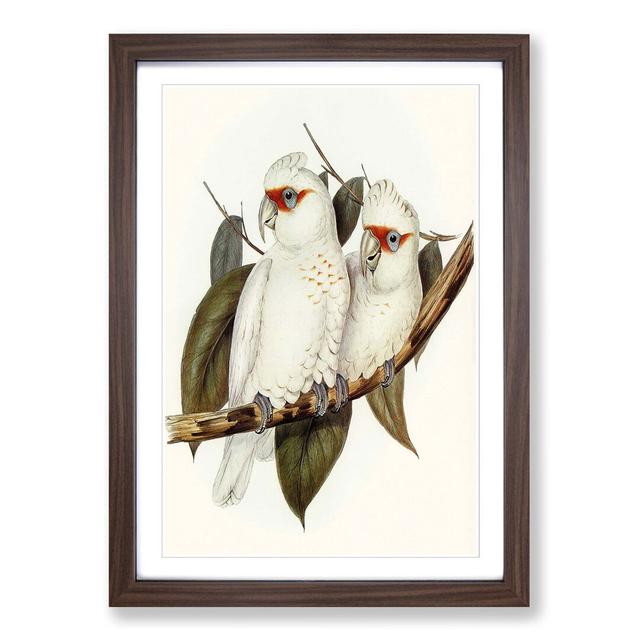 Long-Billed Cockatoos by Elizabeth Gould - Picture Frame Painting Print East Urban Home Size: 48cm H x 36cm W x 2cm D, Frame Option: Walnut Framed on Productcaster.