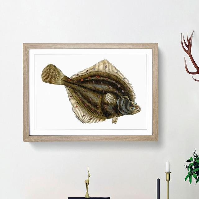 Plaice Fish by Edward Donovan - Picture Frame Painting Print East Urban Home Size: 48cm H x 65cm W x 2cm D, Frame Option: Oak Framed on Productcaster.