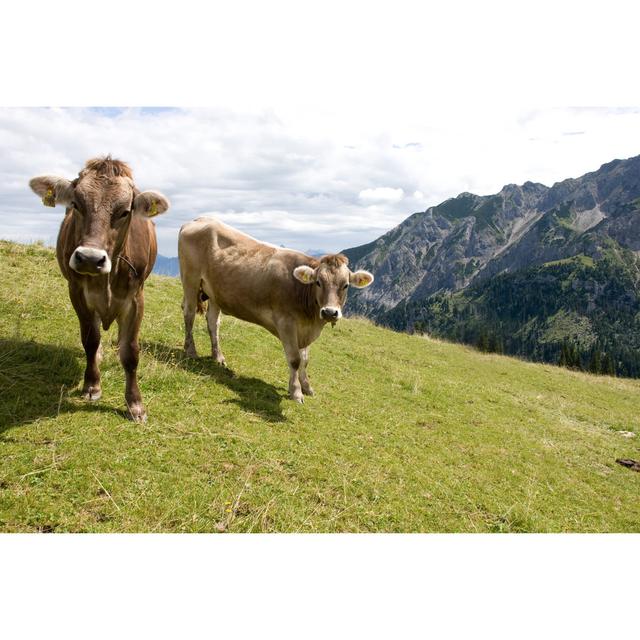 Cows by Hfoxfoto - Wrapped Canvas Photograph Natur Pur Size: 81cm H x 122cm W on Productcaster.