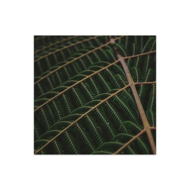 Fern 4 by Nur Mut - Single Picture Frame Print Alpen Home Format: No Framed, Size: 40 cm H x 40 cm W on Productcaster.