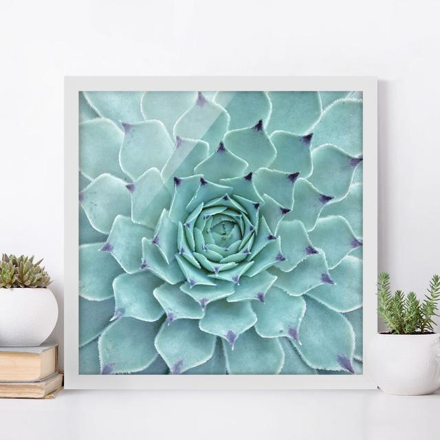 Cactus Agave - Picture Frame Photograph Latitude Vive Frame Option: White Framed, Size: 50cm H x 50cm W x 2cm D on Productcaster.