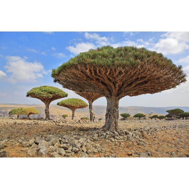 Deebora Dragon Tree by Zanskar - Wrapped Canvas Print Natur Pur Size: 51cm H x 76cm W x 3.8cm D on Productcaster.