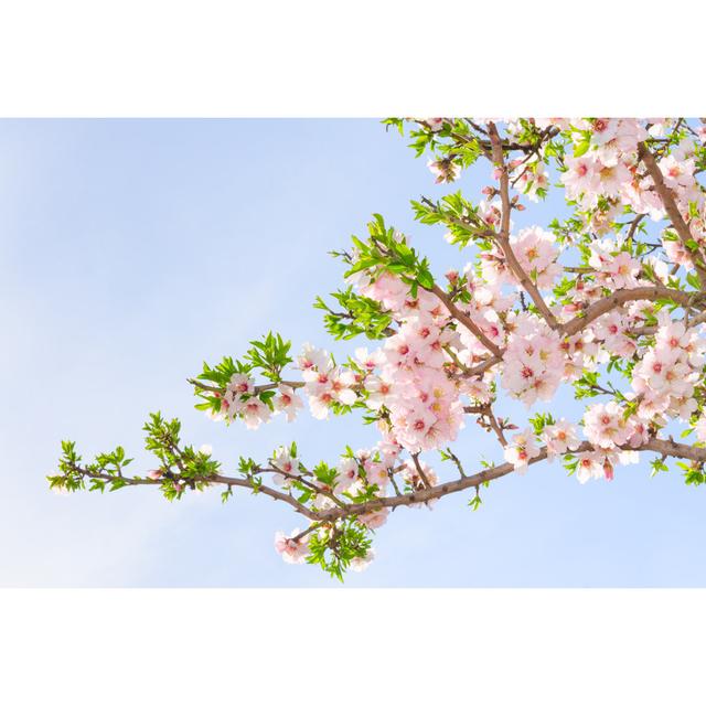 Branch of Pink Spring Blossom Cherry Tree by Servickuz - Wrapped Canvas Photograph Ebern Designs Size: 81.28cm H x 121.92cm W on Productcaster.