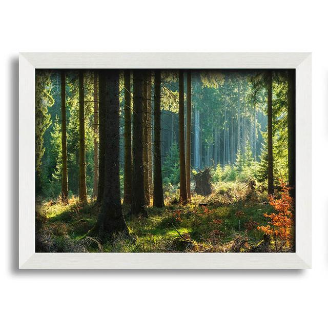 Magical Forest Sunset - Single Picture Frame Art Prints Alpen Home Size: 21cm H x 29.7cm W x 10cm D on Productcaster.